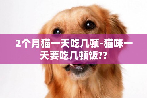 2個月貓一天吃幾頓-貓咪一天要吃幾頓飯??