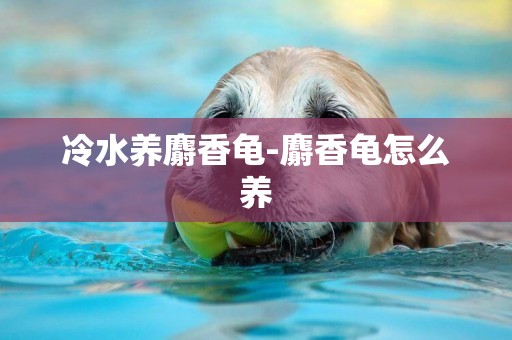 冷水養麝香龜-麝香龜怎么養