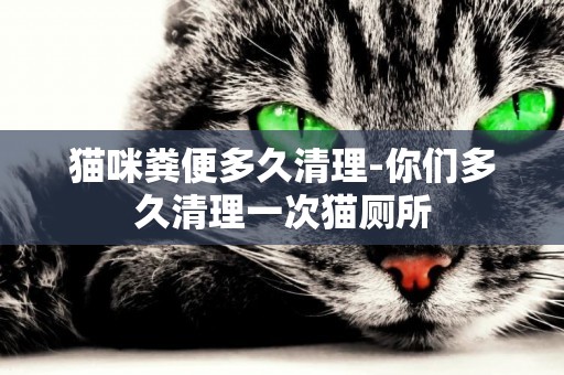 貓咪糞便多久清理-你們多久清理一次貓廁所