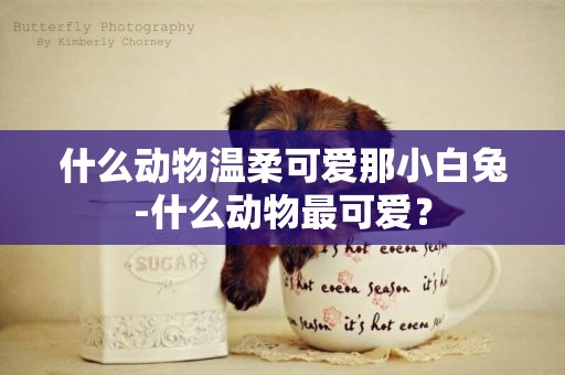 什么動物溫柔可愛那小白兔-什么動物最可愛？
