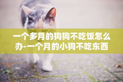 一個多月的狗狗不吃飯怎么辦-一個月的小狗不吃東西怎么辦