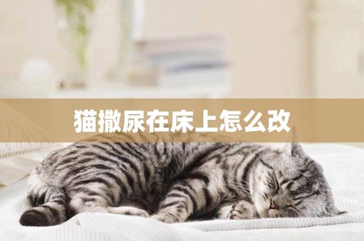 貓撒尿在床上怎么改