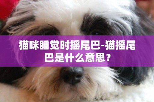 貓咪睡覺時搖尾巴-貓搖尾巴是什么意思？