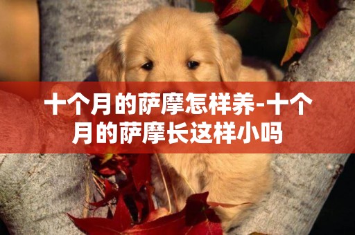 十個月的薩摩怎樣養-十個月的薩摩長這樣小嗎