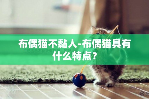 布偶貓不黏人-布偶貓具有什么特點？