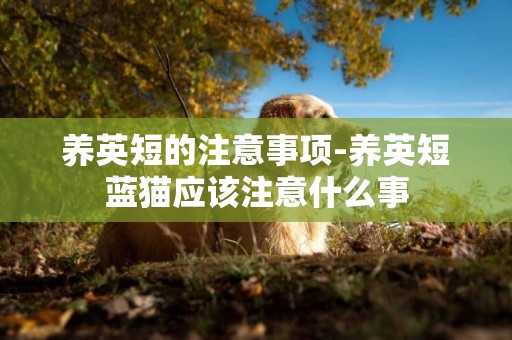 養英短的注意事項-養英短藍貓應該注意什么事