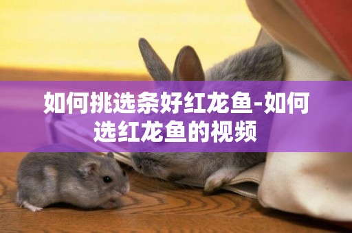 如何挑選條好紅龍魚-如何選紅龍魚的視頻
