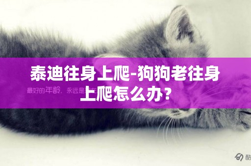 泰迪往身上爬-狗狗老往身上爬怎么辦？