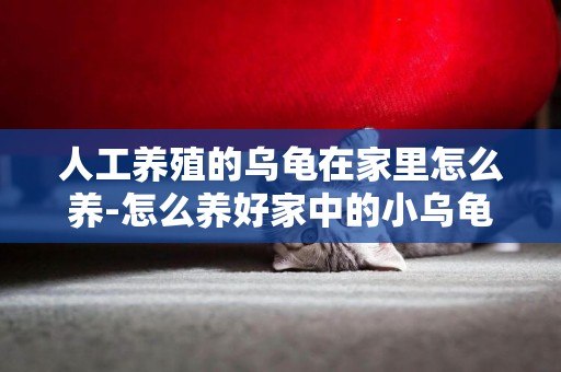人工養殖的烏龜在家里怎么養-怎么養好家中的小烏龜