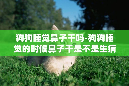 狗狗睡覺鼻子干嗎-狗狗睡覺的時候鼻子干是不是生病