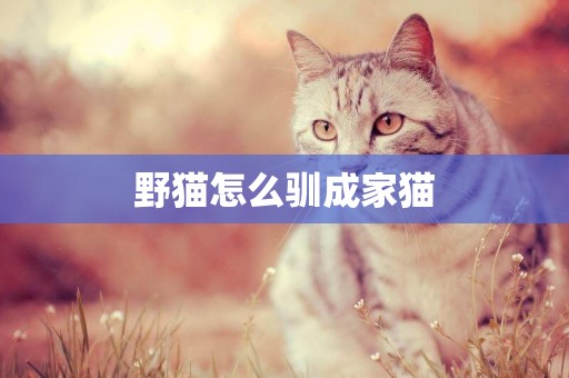 野貓怎么馴成家貓