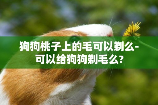 狗狗桃子上的毛可以剃么-可以給狗狗剃毛么?