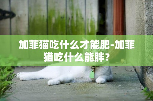 加菲貓吃什么才能肥-加菲貓吃什么能胖？