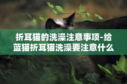 折耳貓的洗澡注意事項-給藍貓折耳貓洗澡要注意什么