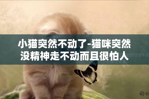 小貓突然不動了-貓咪突然沒精神走不動而且很怕人