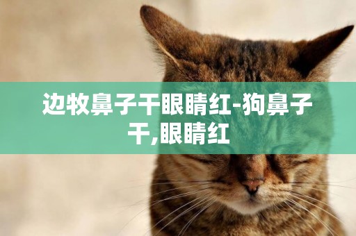 邊牧鼻子干眼睛紅-狗鼻子干,眼睛紅