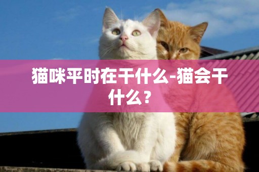 貓咪平時在干什么-貓會干什么？