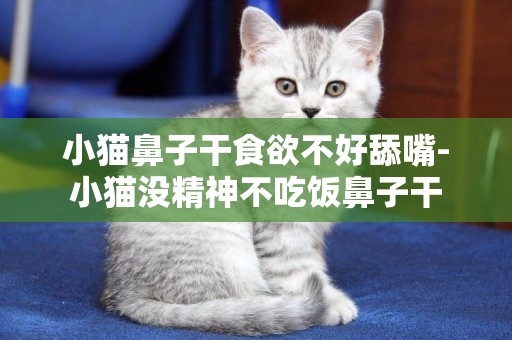 小貓鼻子干食欲不好舔嘴-小貓沒精神不吃飯鼻子干