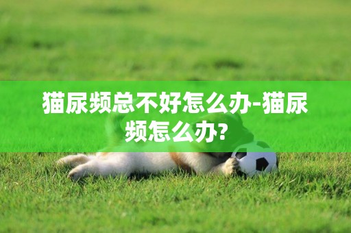 貓尿頻總不好怎么辦-貓尿頻怎么辦?