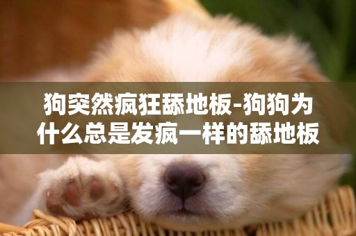 狗突然瘋狂舔地板-狗狗為什么總是發瘋一樣的舔地板