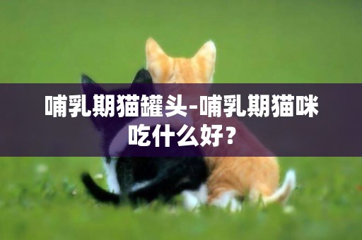 哺乳期貓罐頭-哺乳期貓咪吃什么好？