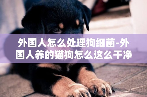 外國人怎么處理狗細菌-外國人養的貓狗怎么這么干凈