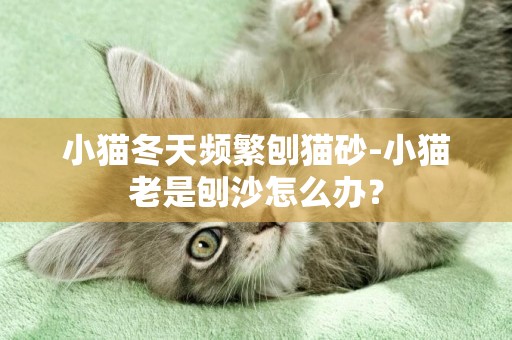小貓冬天頻繁刨貓砂-小貓老是刨沙怎么辦？