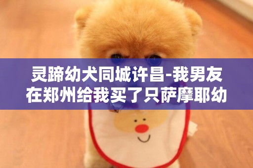 靈蹄幼犬同城許昌-我男友在鄭州給我買了只薩摩耶幼犬，但我家在許昌，不想托運，怕他受罪，我也沒有私家車