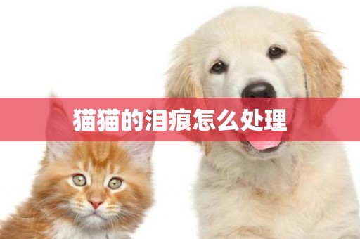 貓貓的淚痕怎么處理