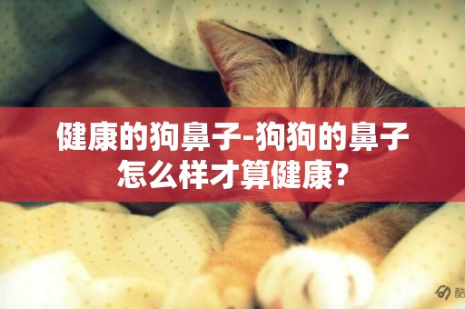 健康的狗鼻子-狗狗的鼻子怎么樣才算健康？