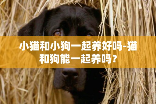 小貓和小狗一起養好嗎-貓和狗能一起養嗎？