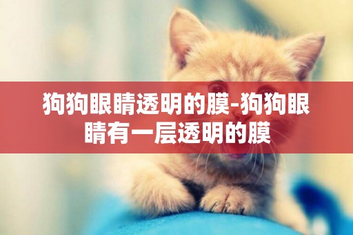 狗狗眼睛透明的膜-狗狗眼睛有一層透明的膜