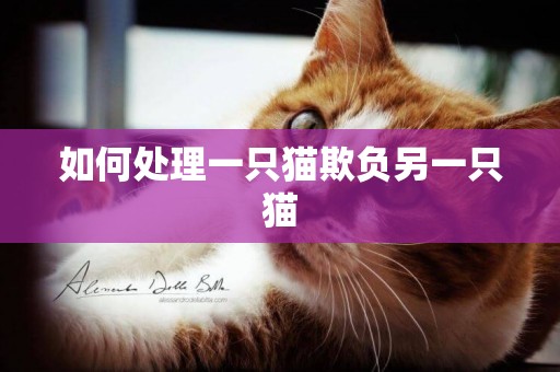 如何處理一只貓欺負另一只貓