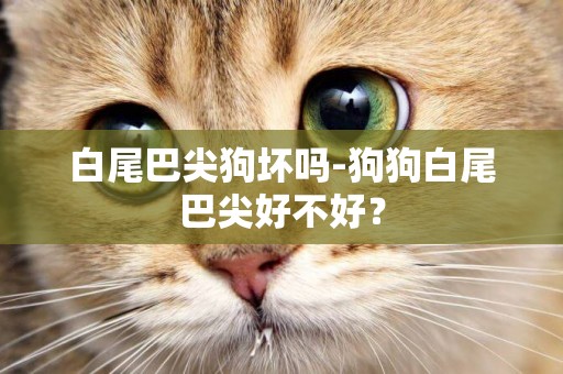 白尾巴尖狗壞嗎-狗狗白尾巴尖好不好？