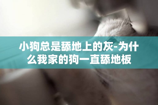 小狗總是舔地上的灰-為什么我家的狗一直舔地板