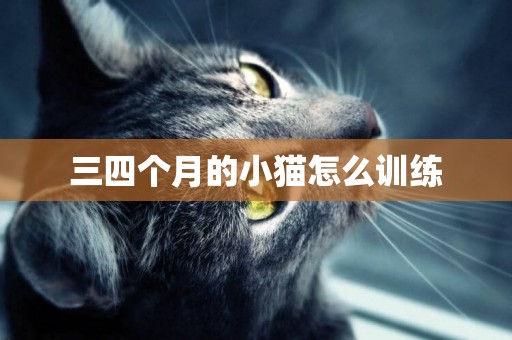 三四個月的小貓怎么訓練