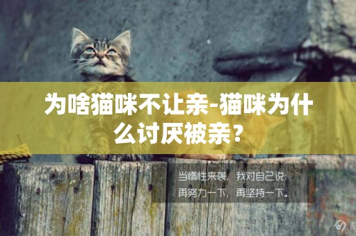 為啥貓咪不讓親-貓咪為什么討厭被親？
