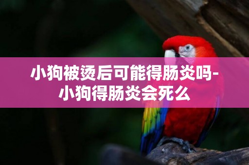 小狗被燙后可能得腸炎嗎-小狗得腸炎會死么