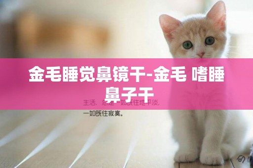 金毛睡覺鼻鏡干-金毛 嗜睡 鼻子干