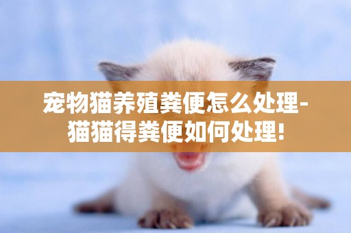 寵物貓養殖糞便怎么處理-貓貓得糞便如何處理!