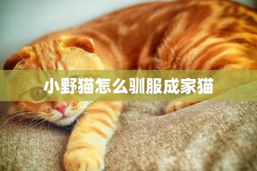 小野貓怎么馴服成家貓