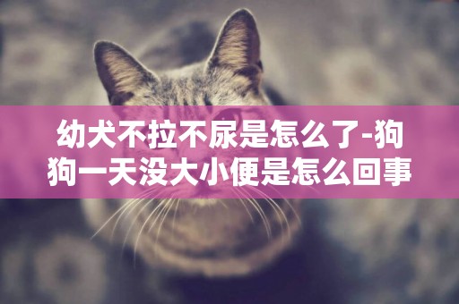 幼犬不拉不尿是怎么了-狗狗一天沒大小便是怎么回事？