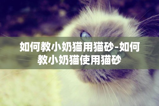 如何教小奶貓用貓砂-如何教小奶貓使用貓砂