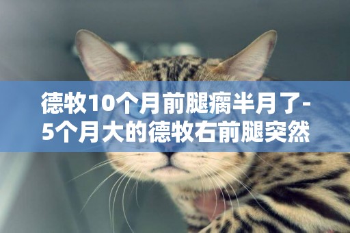 德牧10個月前腿瘸半月了-5個月大的德牧右前腿突然瘸了，有懂得朋友嗎？