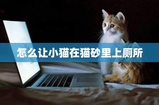 怎么讓小貓在貓砂里上廁所