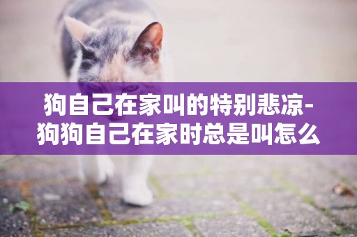 狗自己在家叫的特別悲涼-狗狗自己在家時總是叫怎么辦