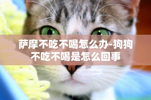 薩摩不吃不喝怎么辦-狗狗不吃不喝是怎么回事