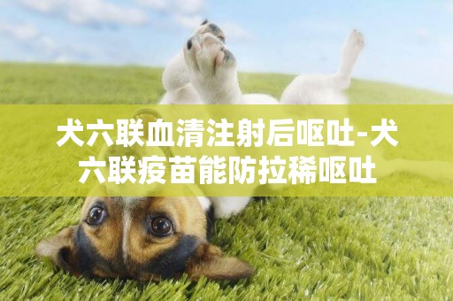 犬六聯血清注射后嘔吐-犬六聯疫苗能防拉稀嘔吐