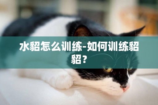 水貂怎么訓練-如何訓練貂貂？