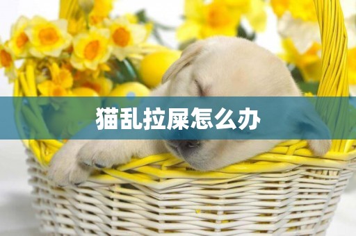 貓亂拉屎怎么辦